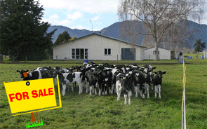 dairy-farm-for-sale